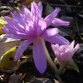 colchicum-zimowit-jesienny-pleniflorum-1-szt-cebulki-cebule-kwiaty