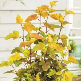 pecherznica-kalinolistna-magic-ball-1-szt-doniczka-p9