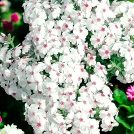 phlox-plomyk-amazing-grace-1-szt-doniczka-p9