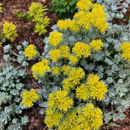 sedum-rozchodnik-cape-blanco-1-szt-doniczka-p9