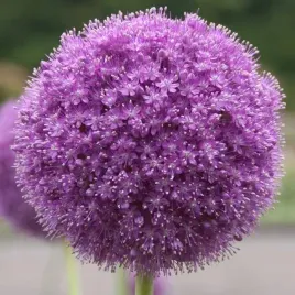 allium-czosnek-ambassador-1-szt-cebulki-cebule-kwiaty