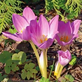 colchicum-zimowit-bizantyjski-polski-giant-1-szt-20-22-cebule-producent