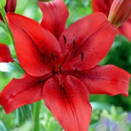 lilia-la-original-love-1-szt-cebule-cebulki-kwiaty-lilii