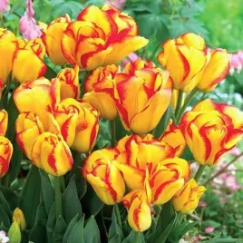 tulipan-triumph-outbreak-5-szt-tulipany-cebulki-cebule-tulipanow