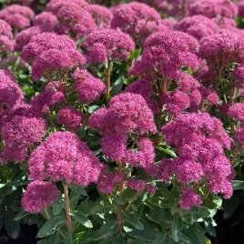 sedum-rozchodnik-okazaly-carl-1-szt-doniczka-p9
