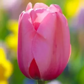 tulipan-darwina-polski-pink-impression-5-szt-11-12-cebulki-tulipanow