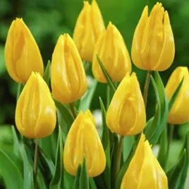 tulipan-zolty-50-szt-tulipany-cebulki-cebule-tulipanow