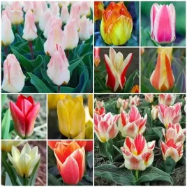 tulipan-niski-mieszanka-mix-25-szt-tulipany-cebulki-cebule-tulipanow