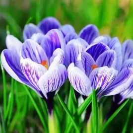 krokus-wiosenny-king-of-the-striped-100-szt-cebulki-cebule-kwiaty