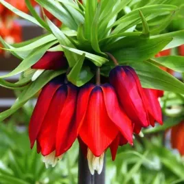 fritillaria-korona-szachownica-rubra-maxima-1-szt-cebulki-cebule-kwiaty