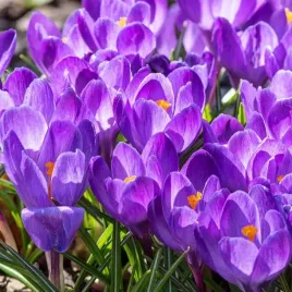 krokus-wiosenny-grand-maitre-100-szt-cebulki-cebule-kwiaty