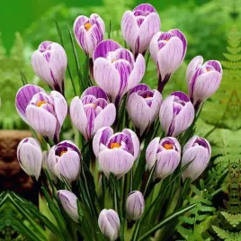 krokus-wiosenny-pickwick-100-szt-cebulki-cebule-kwiaty