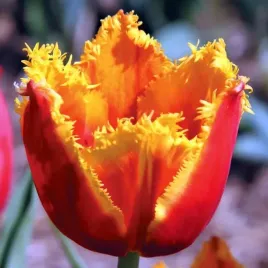 tulipan-strzepiasty-fabio-5-szt-tulipany-cebulki-cebule-tulipanow
