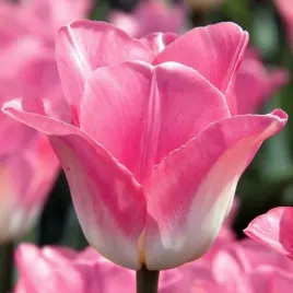 tulipan-pojedynczy-pozny-dynasty-5-szt-tulipany-cebulki-cebule