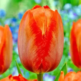 tulipan-pomaranczowy-50-szt-tulipany-cebulki-cebule-tulipanow