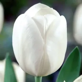 tulipan-bialy-50-szt-tulipany-cebulki-cebule-tulipanow