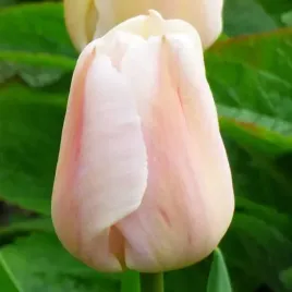 tulipan-darwina-apricot-pride-5-szt-tulipany-cebulki-cebule-tulipanow