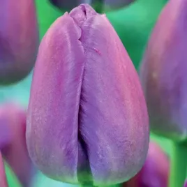 tulipan-darwina-purple-pride-5-szt-tulipany-cebulki-cebule-tulipanow