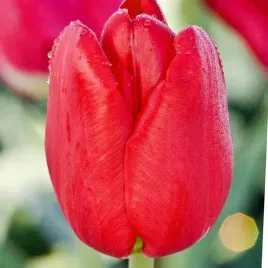 tulipan-triumph-bastogne-5-szt-tulipany-cebulki-cebule-tulipanow