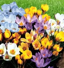 krokus-mieszanka-mix-500-szt-polskie-cebulki-cebule-cebulki-krokusy