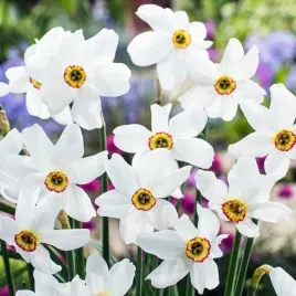 narcyz-botaniczny-poeticus-pachnacy-babuni-cebulki-5-szt