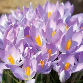 krokus-wiosenny-queen-of-the-blues-100-szt-cebulki-cebule-kwiaty