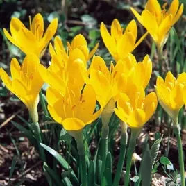 colchicum-sternbergia-zimowit-zolty-1-szt-cebulki-cebule-kwiaty