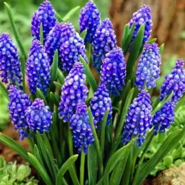 muscari-szafirek-armenski-armeniacum-100-szt-cebulki-cebule-kwiaty