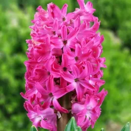 hiacynt-pink-pearl-10-szt-cebulki-cebule-kwiaty