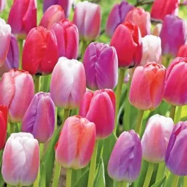 tulipany-darwina-kolekcja-pride-5-szt-mix-tulipany-cebulki-cebule
