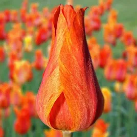 tulipan-triumph-el-nino-5-szt-tulipany-cebulki-cebule-tulipanow