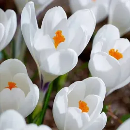 krokus-wiosenny-ice-queen-10-szt-cebulki-cebule-kwiaty
