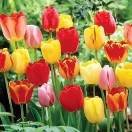 tulipan-darwina-mieszanka-mix-50-szt-tulipany-cebulki-cebule-tulipanow