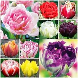 tulipan-pelny-mieszanka-mix-25-szt-tulipany-cebulki-cebule-tulipanow