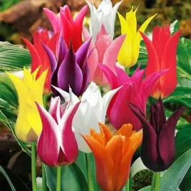 tulipan-lilioksztaltny-mieszanka-mix-25-szt-tulipany-cebulki-cebule