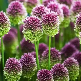 allium-sphaerocephalon-czosnek-glowkowaty-100-szt-cebulki-cebule