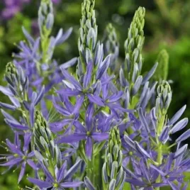 camassia-kamasja-leichtlinii-caerulea-1-szt-cebulki-cebule-kwiaty