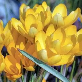 krokus-wiosenny-flavus-100-szt-cebulki-cebule-kwiaty