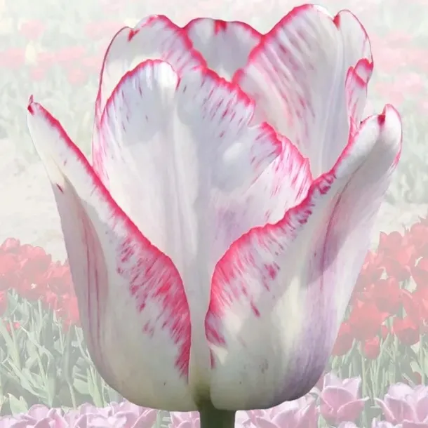 Tulipan elitarny Piękna Polka 5 szt. tulipany cebulki cebule tulipanów