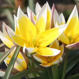 tulipan-botaniczny-tarda-5-szt-tulipany-cebulki-cebule-tulipanow