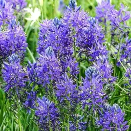 camassia-kamasja-quamash-10-szt-cebulki-cebule-kwiaty