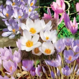 krokus-jesienny-mieszanka-mix-10-szt-cebulki-cebule-kwiaty
