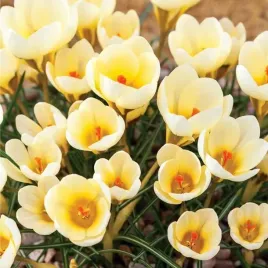 krokus-botaniczny-cream-beauty-10-szt-cebulki-cebule-kwiaty