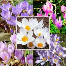 zestaw-crocus-krokus-jesienny-25-szt-cebulki-cebule-kwiaty