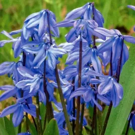 scilla-siberica-cebulica-syberyjska-50-szt-cebulki-cebule-kwiaty