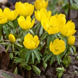 eranthis-cilicica-rannik-cylicyjski-5-szt-cebulki-cebule-kwiaty