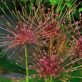 allium-schubertii-czosnek-szuberta-1-szt-cebulki-cebule-kwiaty