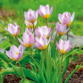 tulipan-botaniczny-bakerii-lilac-wonder-5-szt-tulipany-cebulki-cebule