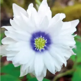 anemone-nemerosa-zawilec-gajowy-blue-eyes-1-szt-sadzonka-bylina