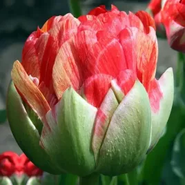 tulipan-lodowy-gudoshnik-double-5-szt-tulipany-cebulki-cebule-tulipanow